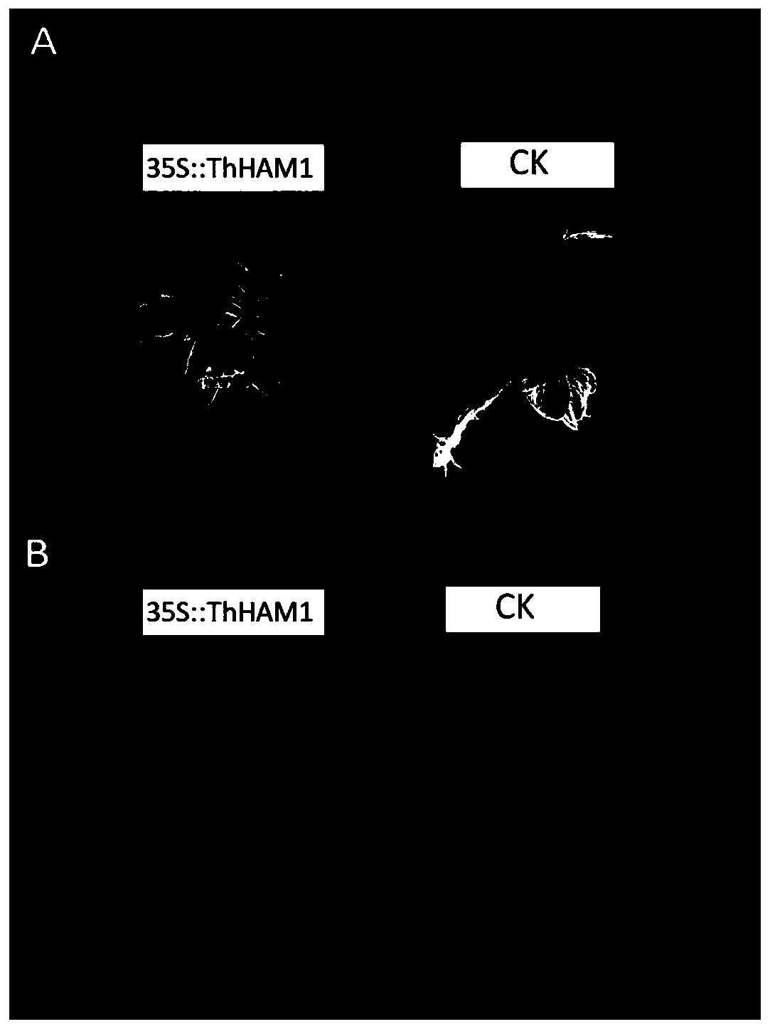 ThHAM1 gene related to development of roots of taxodium zhongshansha and application for ThHAM1 gene