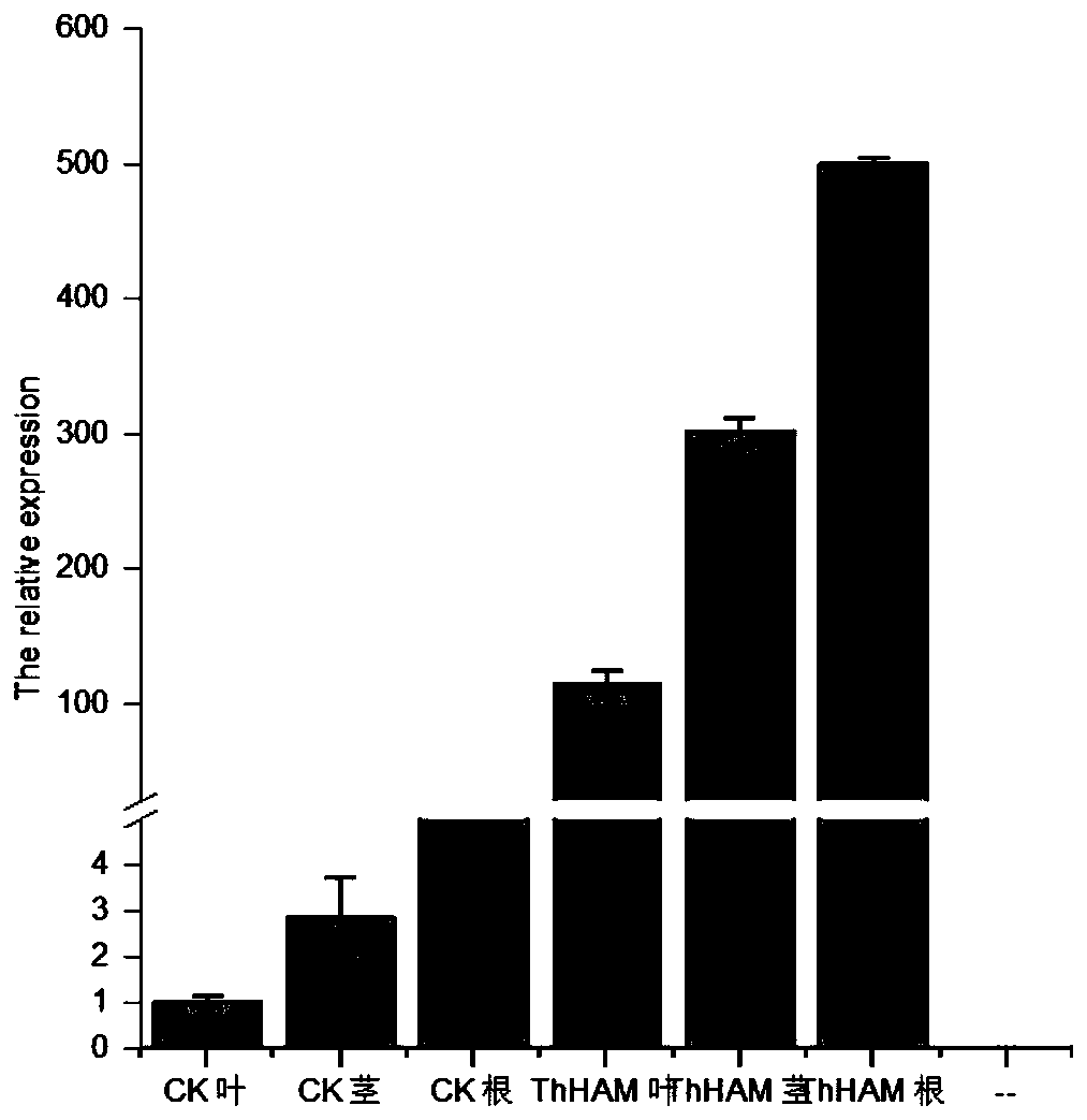 ThHAM1 gene related to development of roots of taxodium zhongshansha and application for ThHAM1 gene