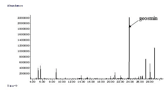 Strain for producing geosmin