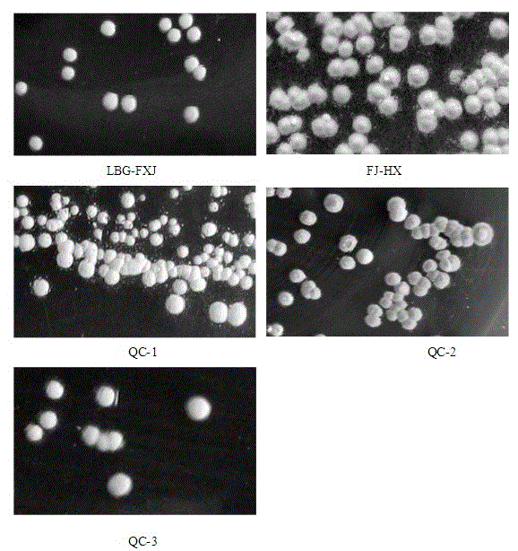 Strain for producing geosmin