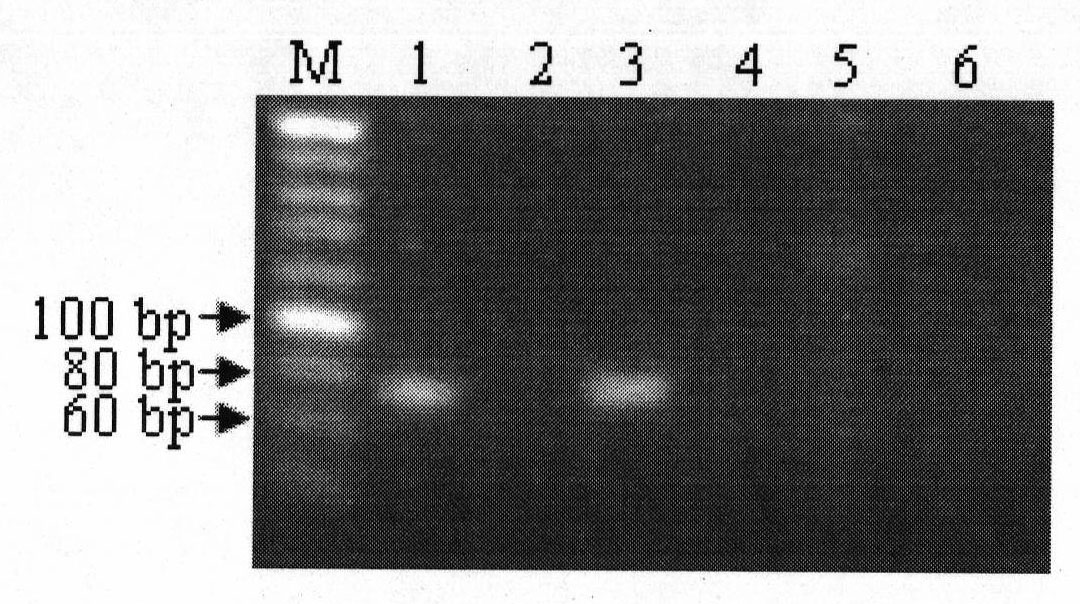 PCR identification method for equine derived material in traditional Chinese medicament