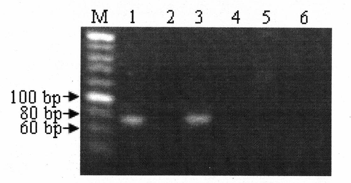 PCR identification method for equine derived material in traditional Chinese medicament