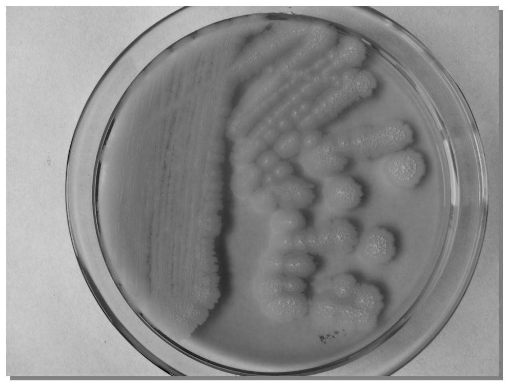 Application of bacillus velezensis G9y in biotransformation of ginsenoside