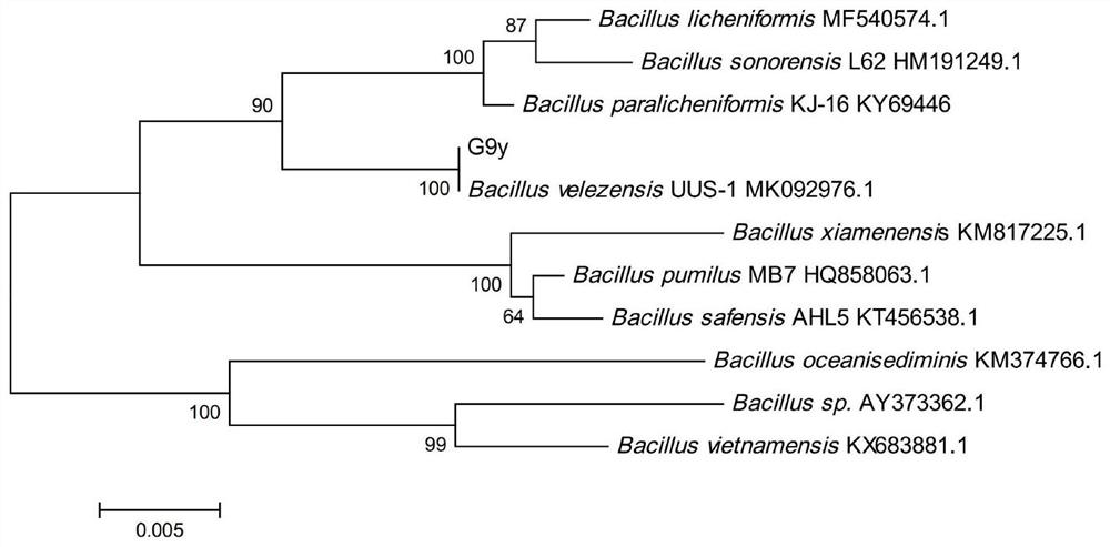 Application of bacillus velezensis G9y in biotransformation of ginsenoside