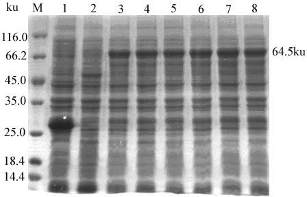 ELISA (enzyme-linked immunosorbent assay) detection method for identifying fowl adenovirus group I (FAVI) infection