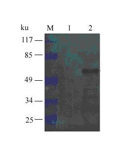 ELISA (enzyme-linked immunosorbent assay) detection method for identifying fowl adenovirus group I (FAVI) infection