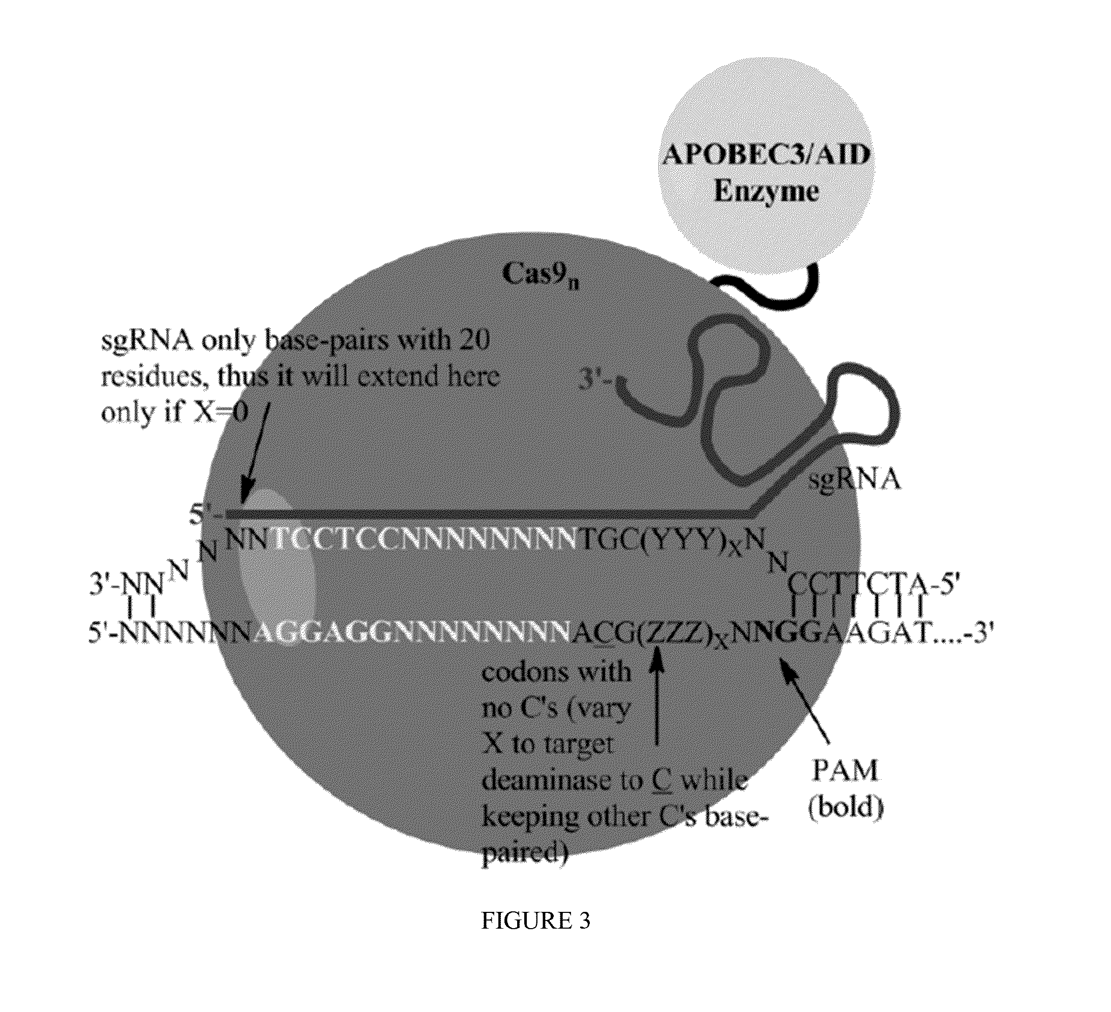 Methods for correcting presenilin point mutations