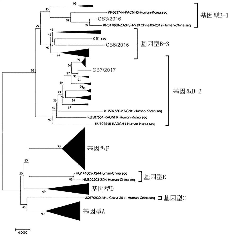 Novel severe fever with thrombocytopenia syndrome virus