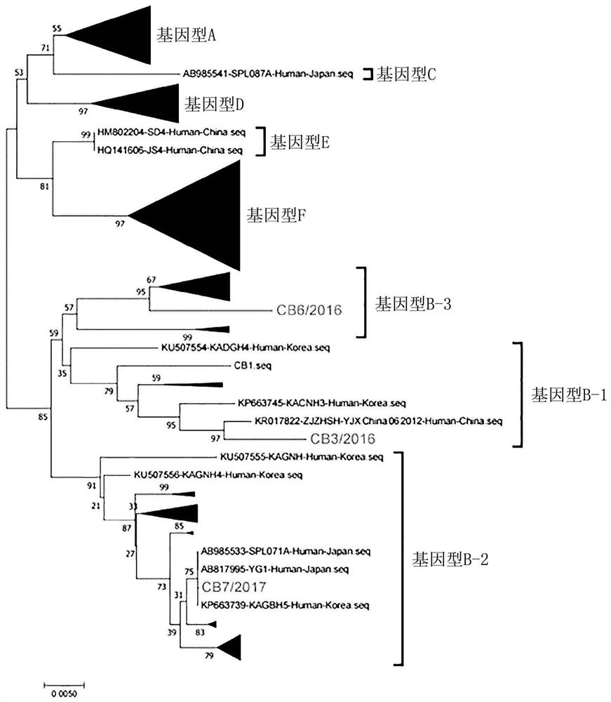 Novel severe fever with thrombocytopenia syndrome virus