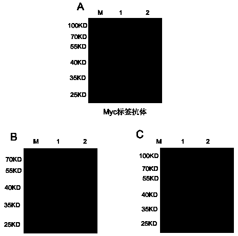 Mouse anti-human PRRT2 monoclonal antibody, and preparation method and application thereof