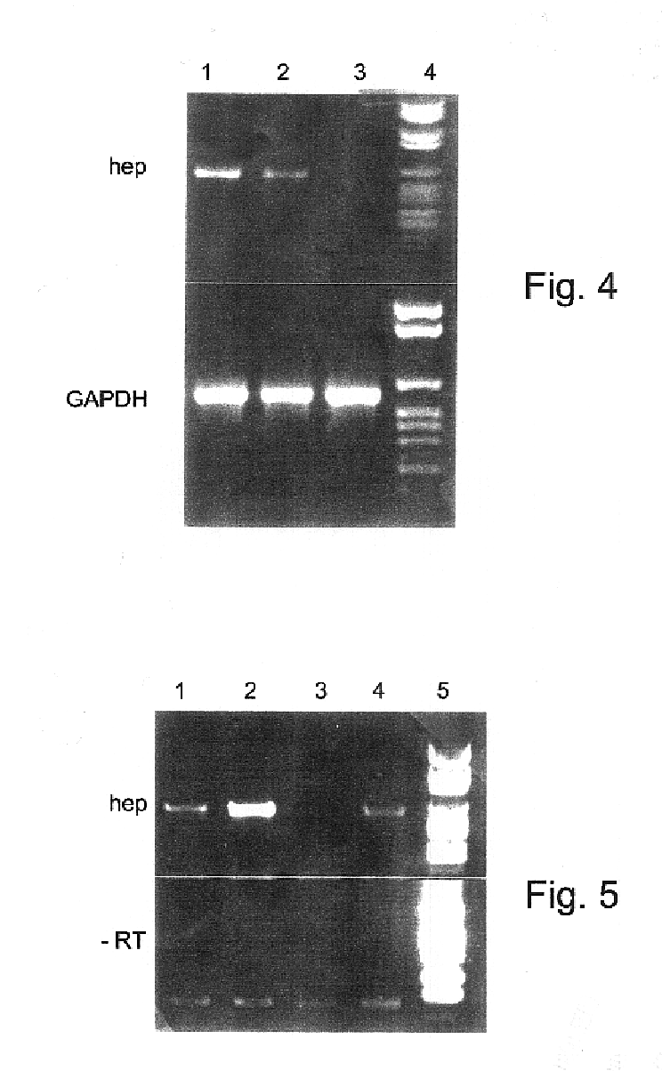 Heparanase specific molecular probes and their use research and medical applications