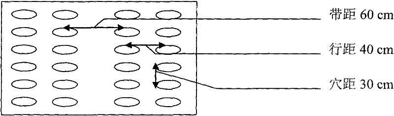 Combined cultivation method of sand corn and associated plant