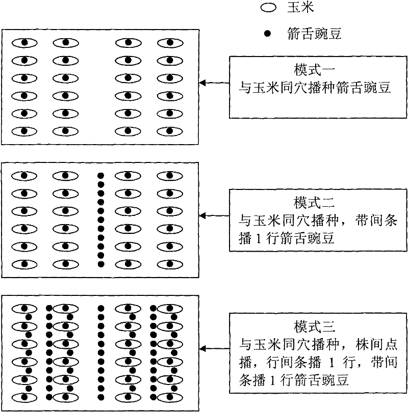 Combined cultivation method of sand corn and associated plant