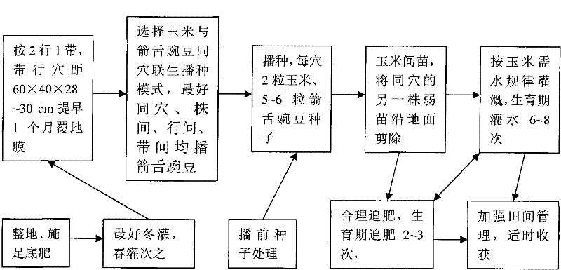 Combined cultivation method of sand corn and associated plant