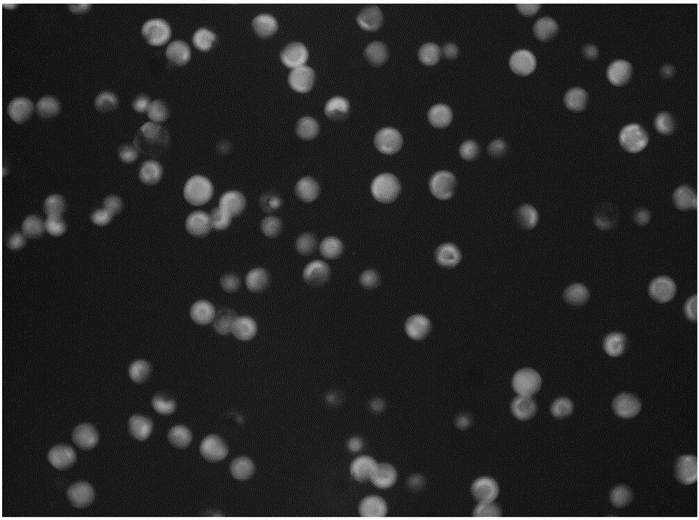 Preparation method of Calibrachoa protoplast