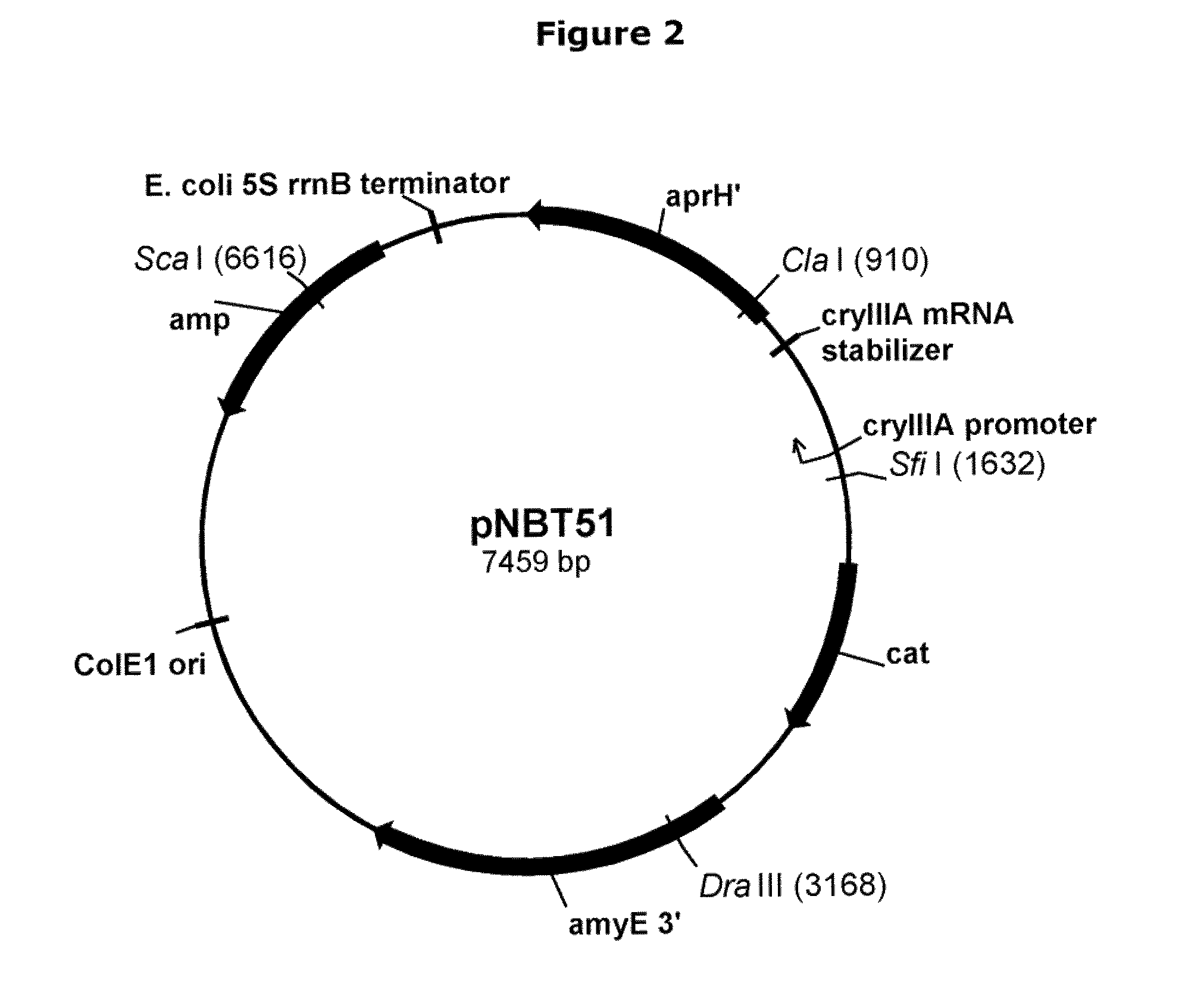 Polypeptides with starch debranching activity