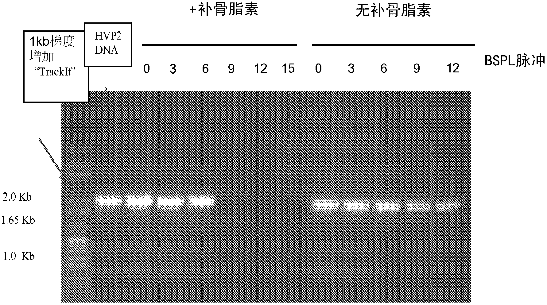 Photo-inactivated viruses and systems and methods of using same