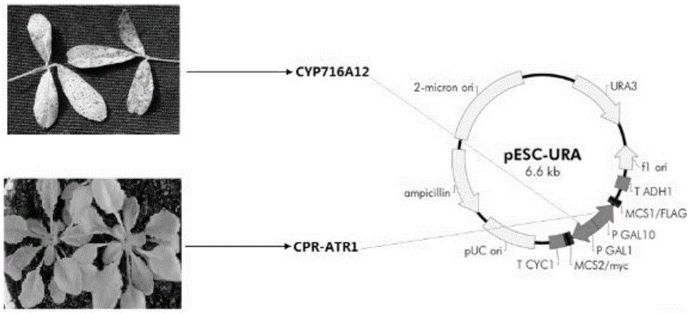 Recombined saccharomyces cerevisiae and construction method and application thereof