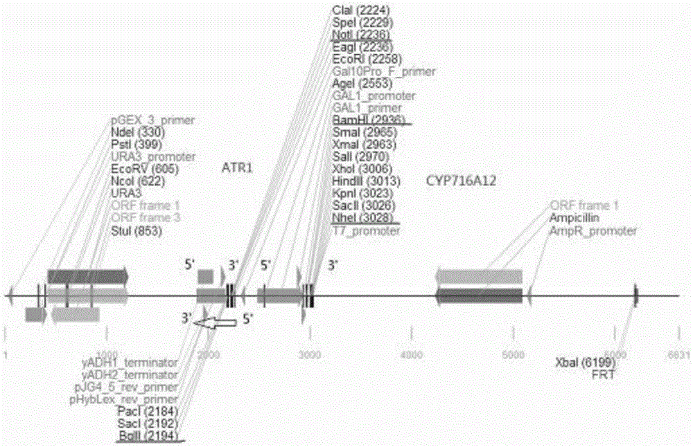 Recombined saccharomyces cerevisiae and construction method and application thereof