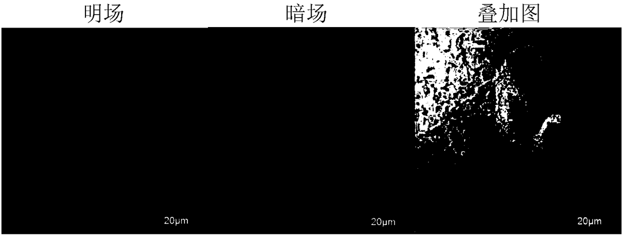 Conjugated backbone doped zwitterionic polyfluorene vinylene and preparation and application