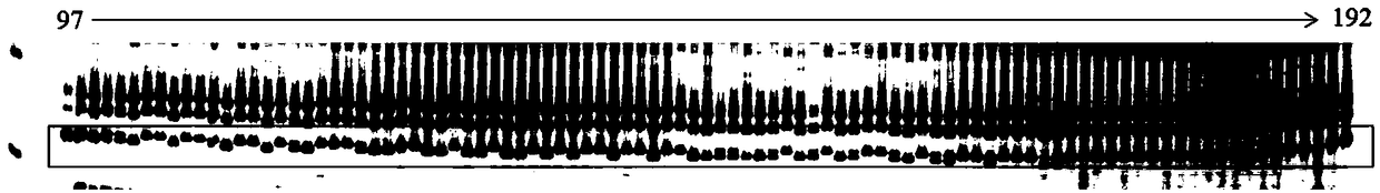 Indel (Insertion-deletion) molecular marker primer for exocarpium benincasae color gene and application thereof