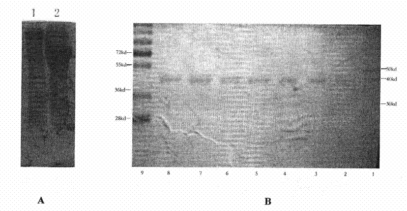 Polypeptide for preparing anti-PINK1 polyclonal antiserum and application thereof