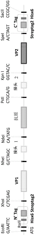 Virus-like particle vaccines