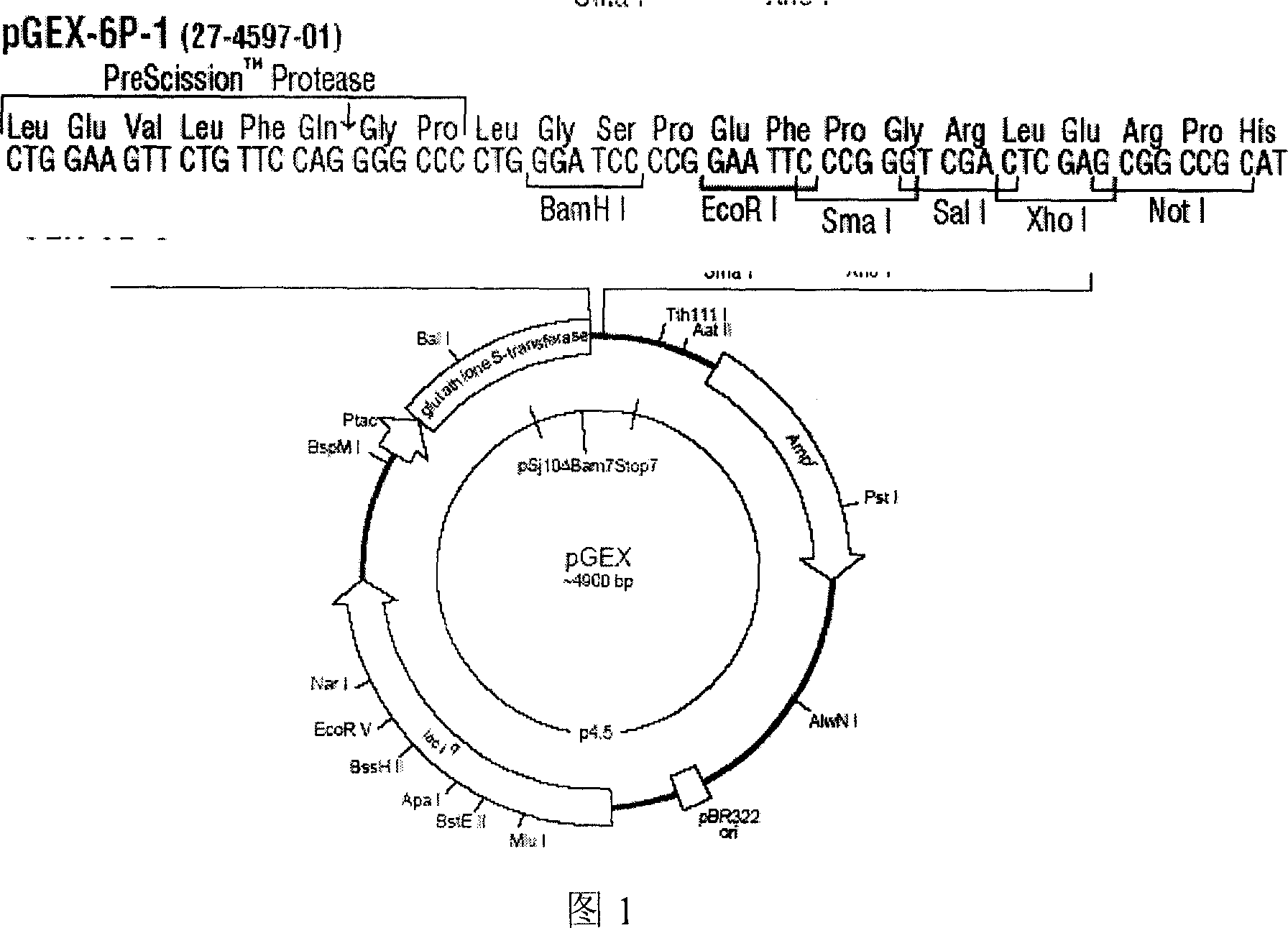 Gene sequence correlated with cordycepin biological synthesis