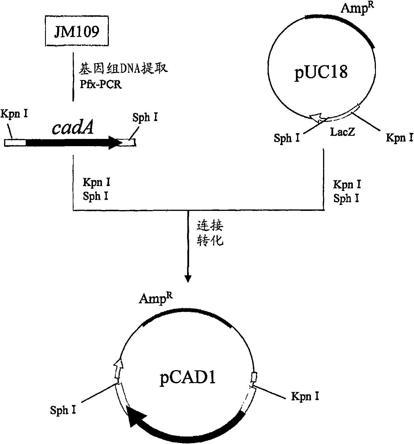 Cadaverine salt, aqueous cadaverine salt solution, polyamide resin, molded article and process for producing cadaverine salt and aqueous cadaverine salt solution