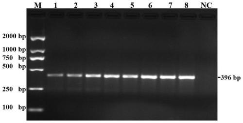 Detection kit for detecting bovine coronavirus (BCV) and application method thereof