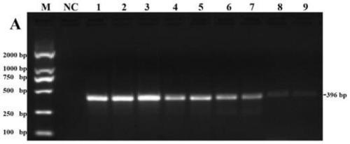 Detection kit for detecting bovine coronavirus (BCV) and application method thereof