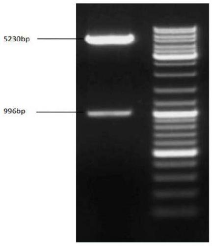 Method for preparing phenylpyruvic acid