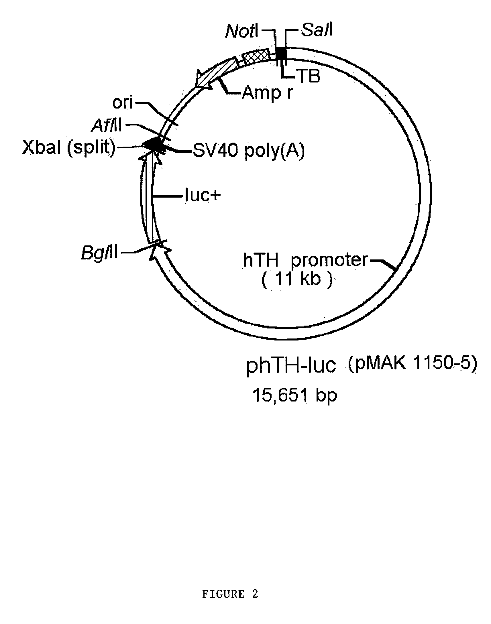 Human tyrosine hydroxylase promoter and uses thereof