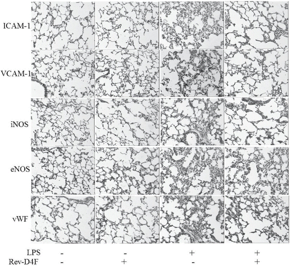 Application of high-density protein mimic peptide Reverse-D-4F in preparation of medicines for treating LPS-induced respiratory distress syndrome