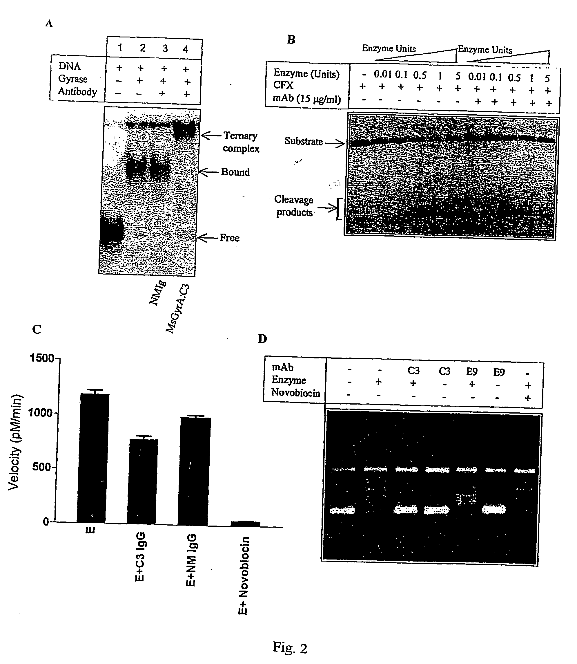 Monoclonal antibody derived peptide inhibitors for mycobacterial dna gyrase