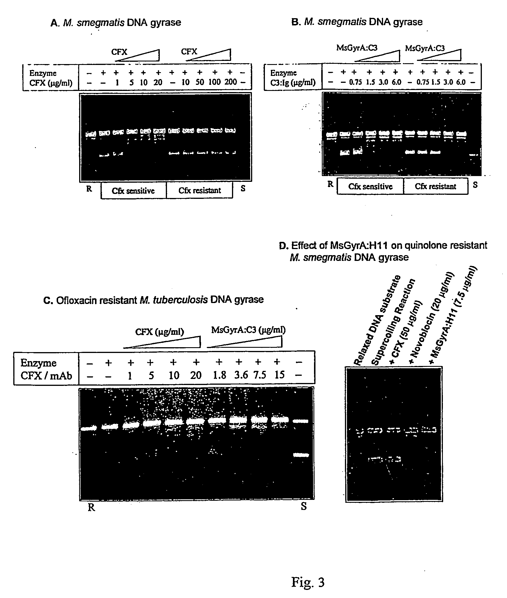 Monoclonal antibody derived peptide inhibitors for mycobacterial dna gyrase