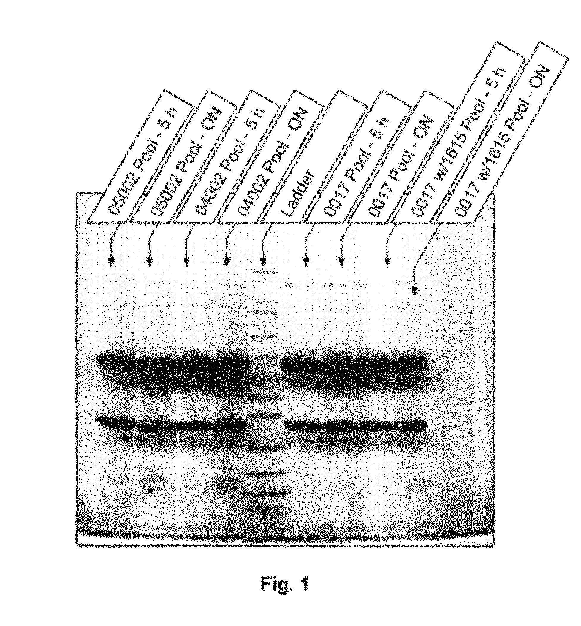 Method for reducing the appearance of false positive bands in SDS-page analysis of proteolytic digestion of a sample