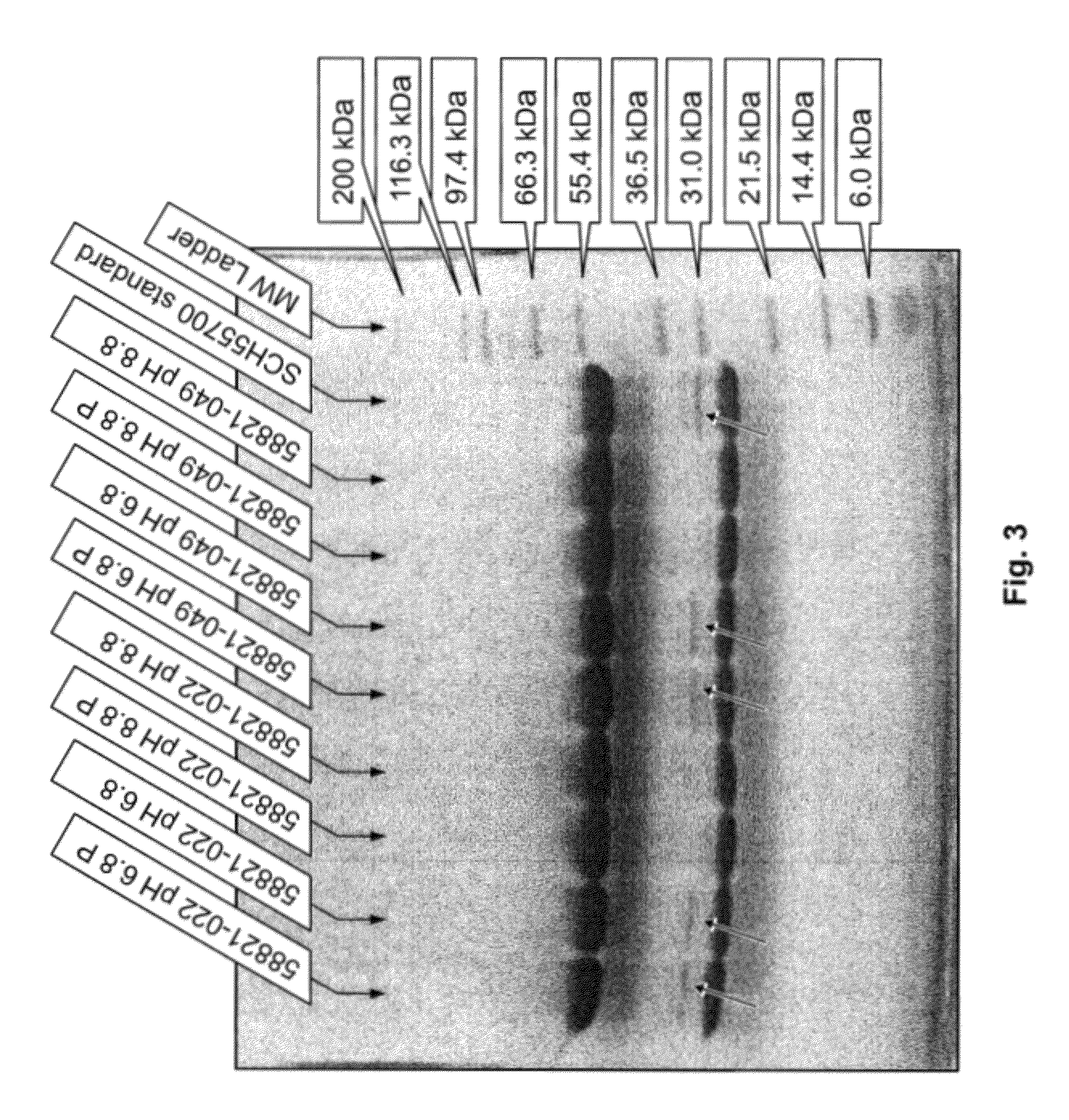 Method for reducing the appearance of false positive bands in SDS-page analysis of proteolytic digestion of a sample