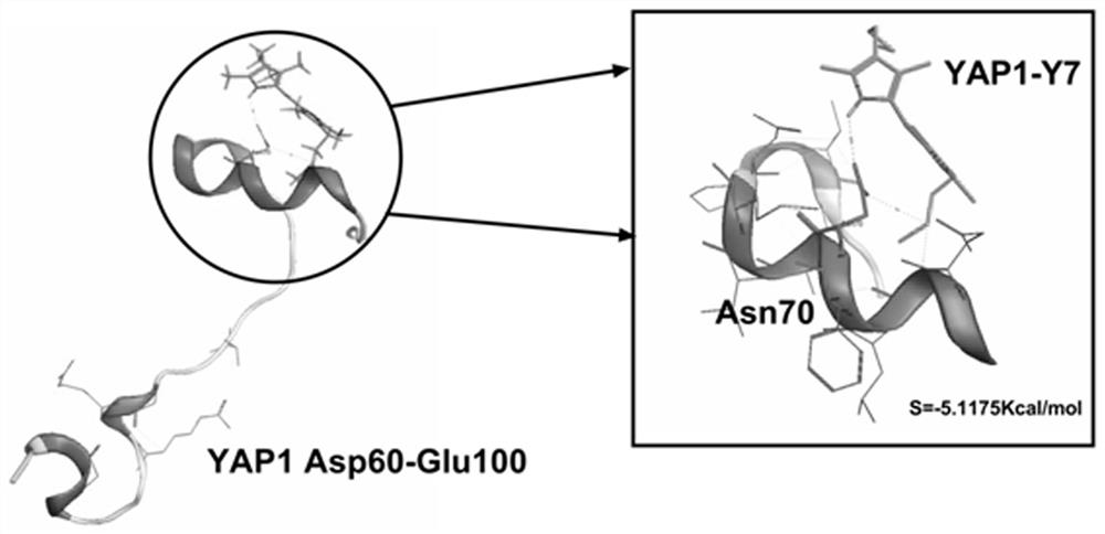 Small-molecule inhibitor YAP1-Y7 for YAP1, and application thereof