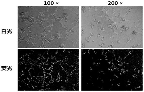 Strain for expressing aif and recombinant single-chain antibody integrated with aif and application of the strain