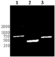 Recombinant phage double expression vector and application