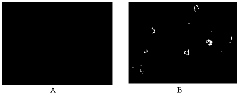 Recombinant phage double expression vector and application