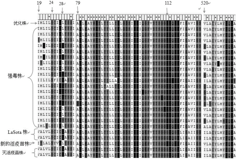 Preparation method of newcastle disease glucoprotein virus antigen and product thereof