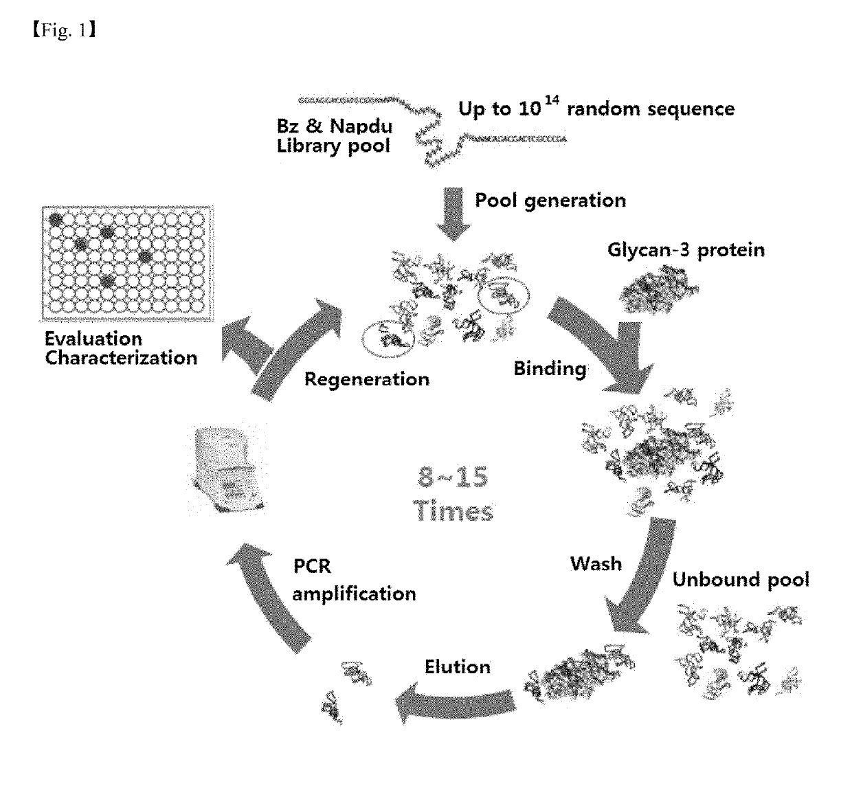 Glypican-3 specific aptamer and use thereof