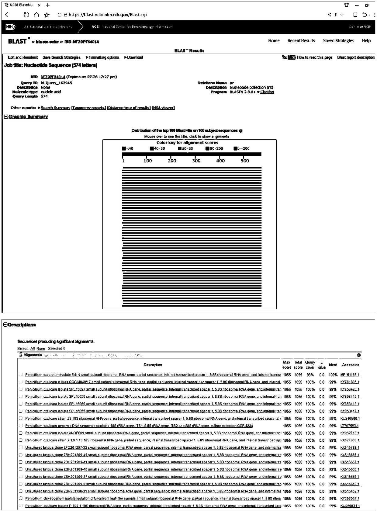 Penicillium sp. strain and application thereof