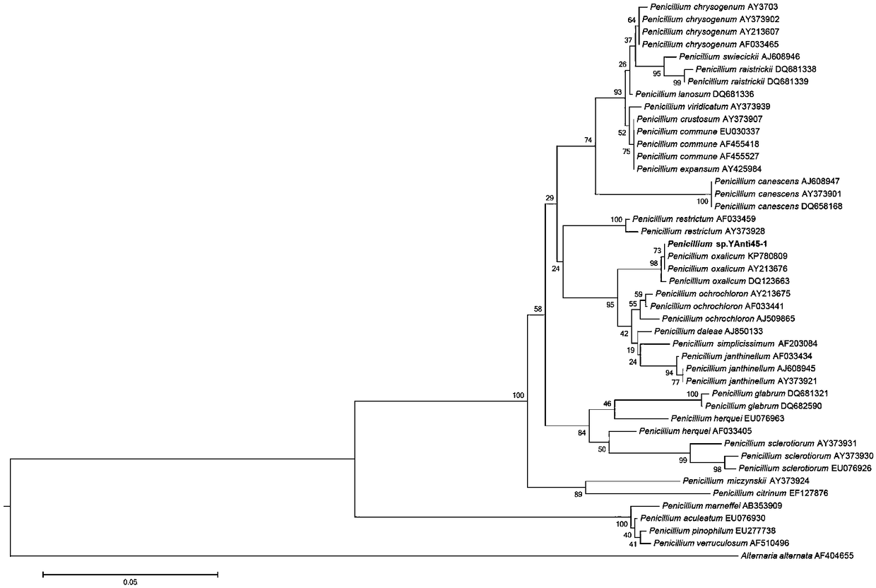 Penicillium sp. strain and application thereof