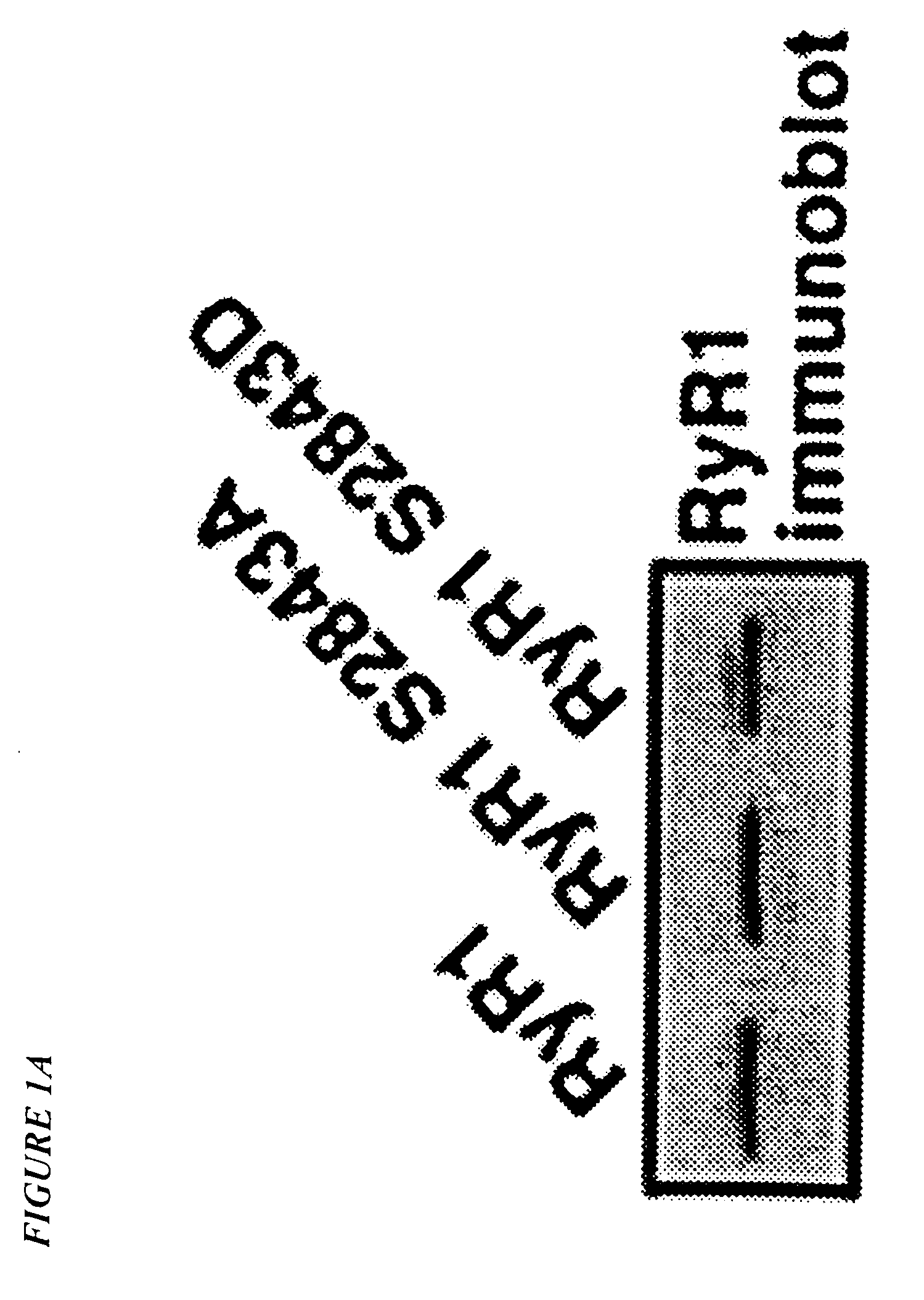 Type 1 ryanodine receptor-based methods