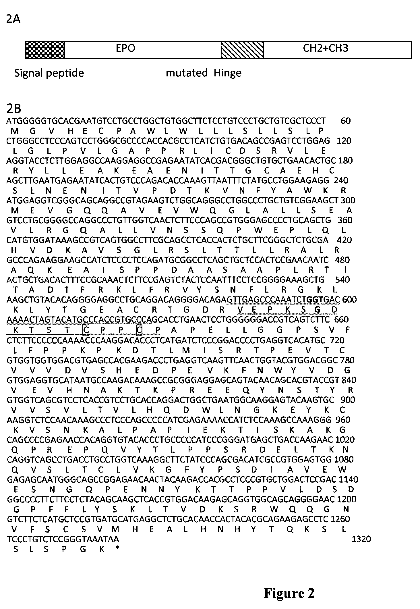 Fusion proteins having mutated immunoglobulin hinge region