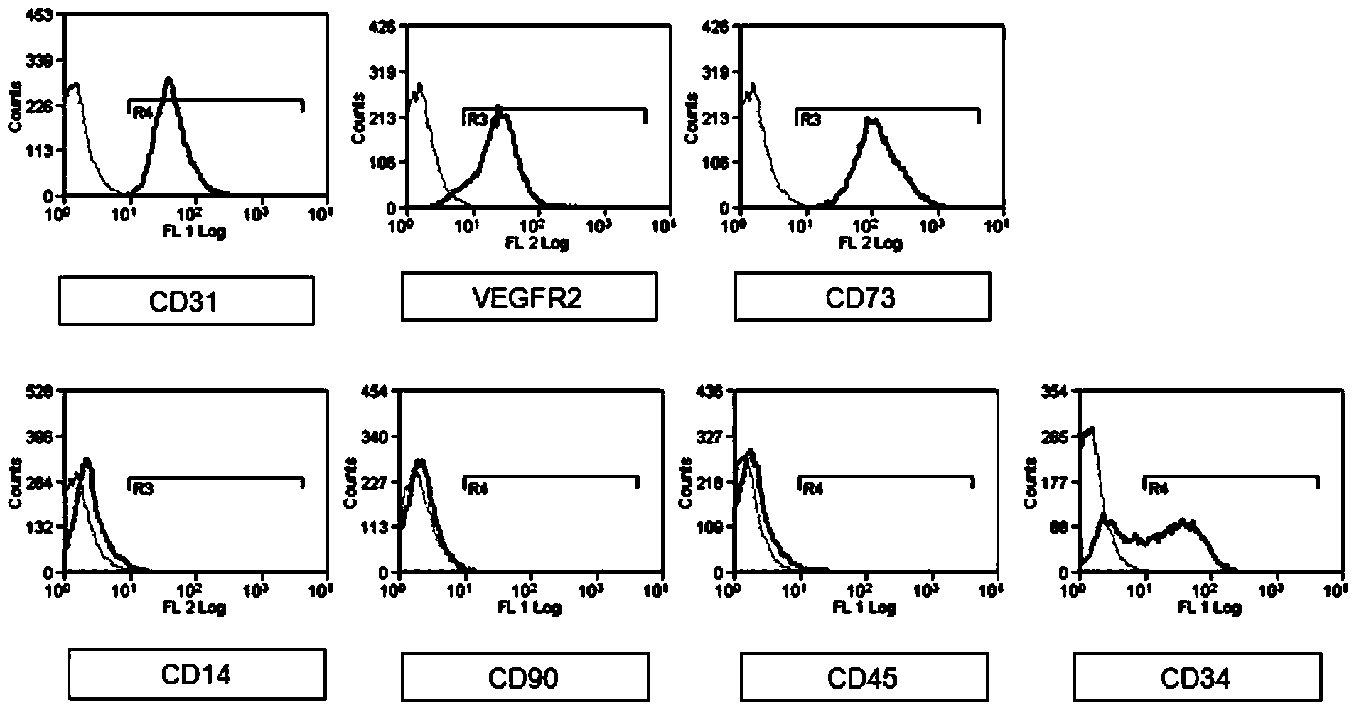 Method for separating endothelial colony-forming cells