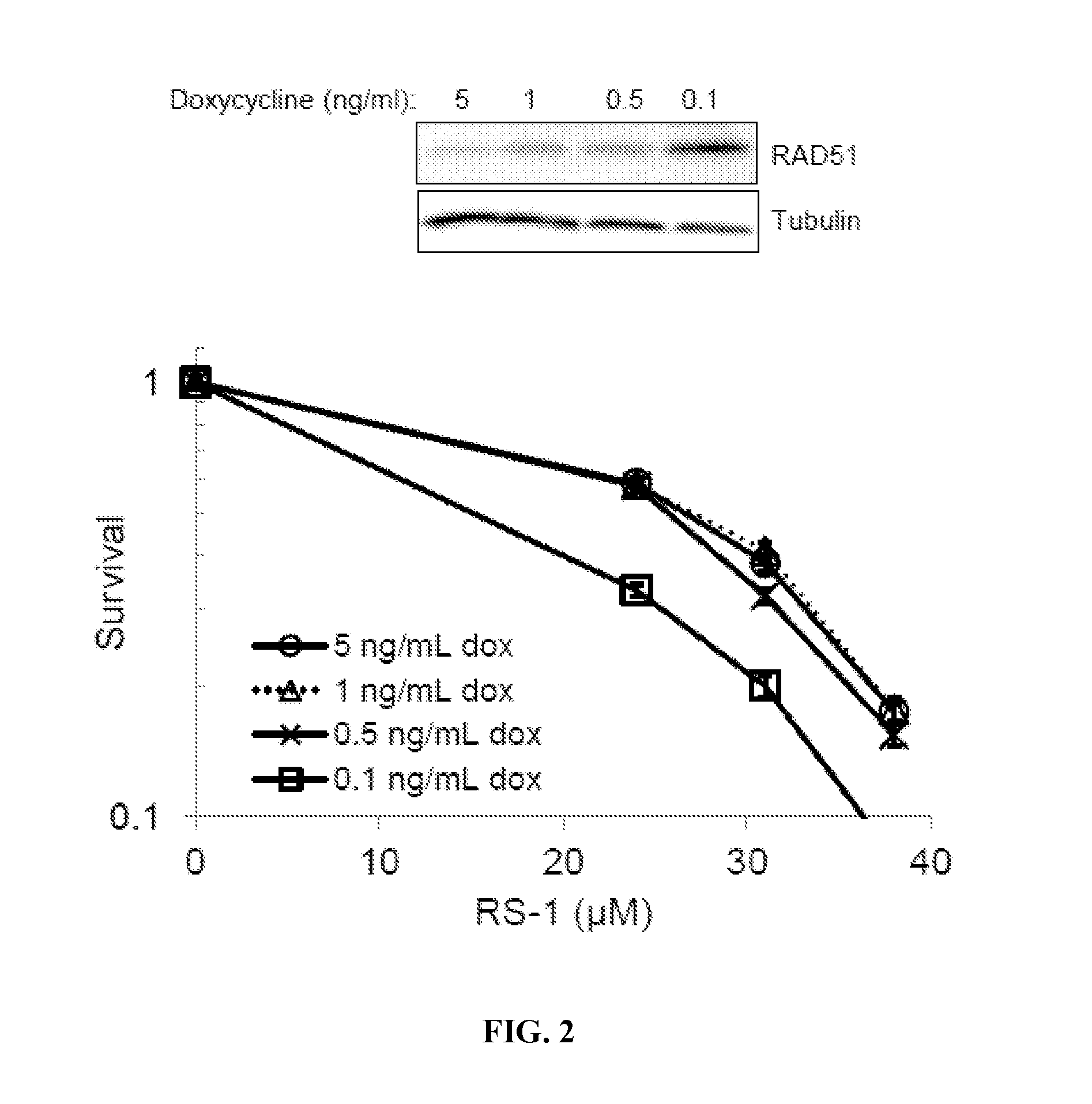 Methods of treating cancer using rad51 small molecule stimulators